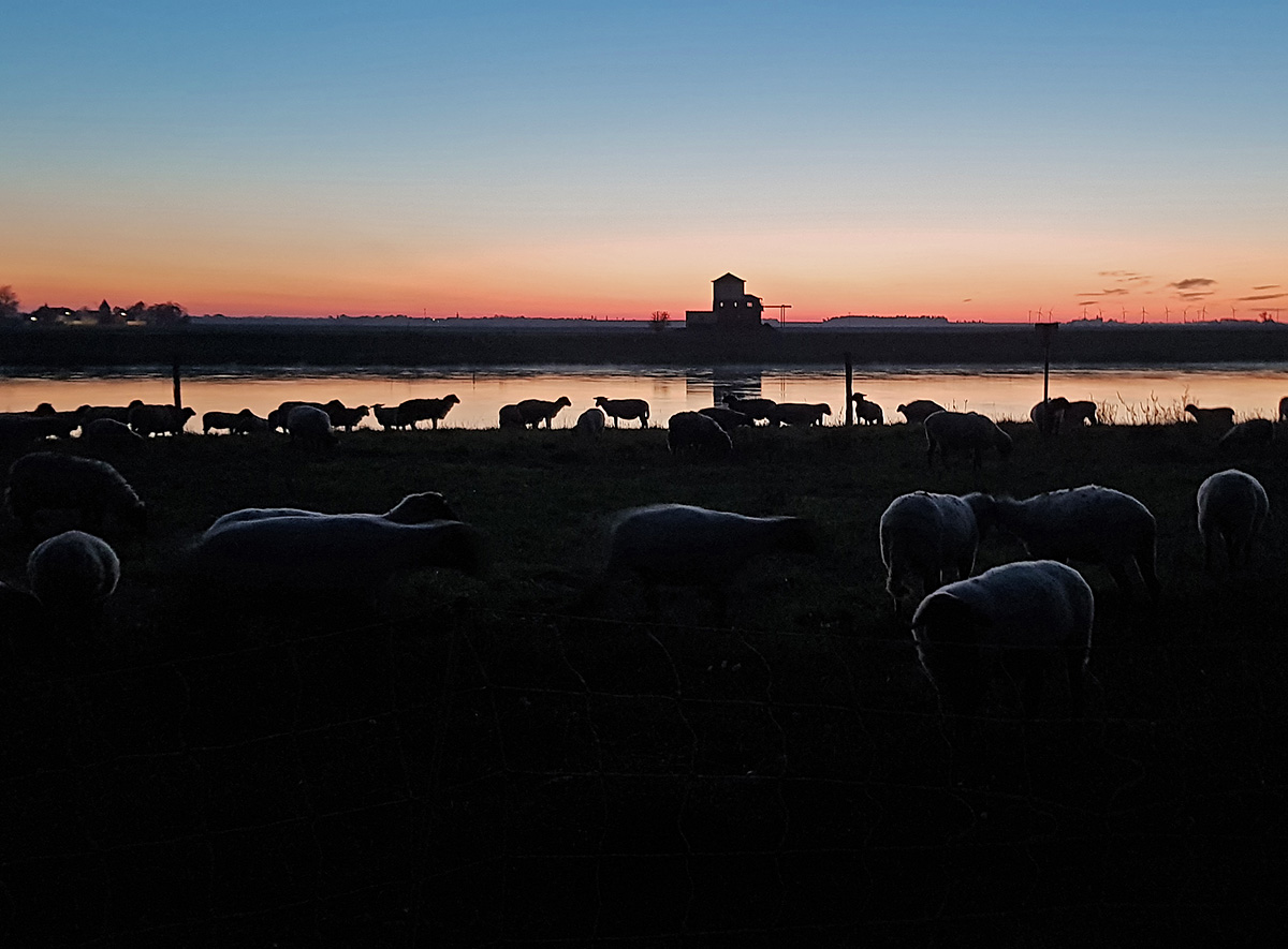 Schafe am Radweg an der Elbe, Mit dem Rad zur Arbeit